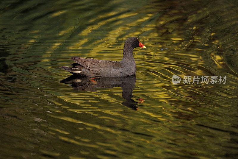 Dusky Moorhen，黑步鸡游泳